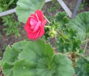 1-IMG_1468.webp