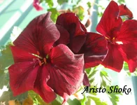 1-IMG_1340.webp