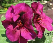 1-IMG_1437.webp