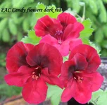 1-IMG_1494.webp