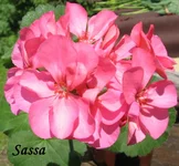 1-IMG_1425.webp