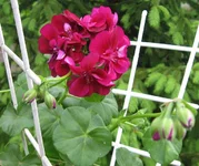 1-IMG_1505.webp
