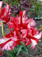 .webp