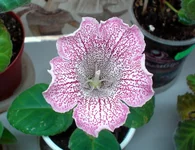 DSC04268.webp