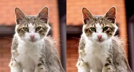 cat_shadows.webp