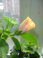 _бутоны_29_09_09 (3).webp