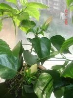 _бутоны_29_09_09 (4).webp