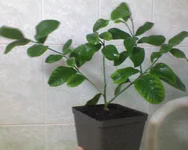 DSC00279.webp