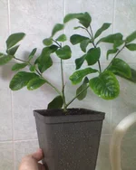 DSC00278.webp
