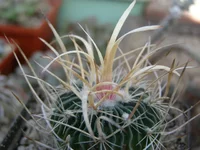 Echinofossulocactus sp..webp