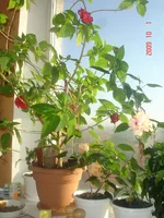 _1_10_09_утро (12).webp