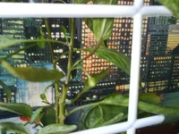 DSC05715.webp