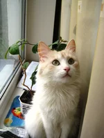 2008 апрель 029.webp