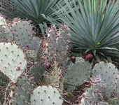 IMG_0250.webp