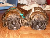 -даг и артемида.webp