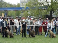  - брата акробата.webp