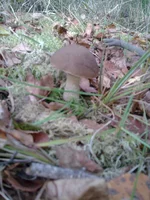 102.webp