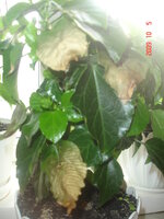 гибики_беда_листики_5_10_09 (1).JPG