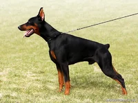 doberman-Korry-Korado-Boss-Boston-13.webp