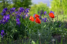 FOTO6919.webp