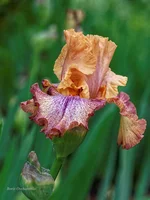 IMD_6509-1f 11.webp