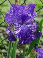 IMD_6519-1f 11.webp