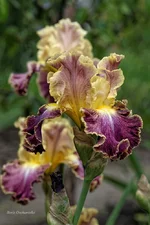 IMD_6547-1f 11.webp