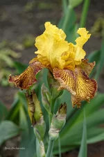 IMD_6557-1f 11.webp