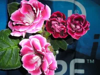.webp
