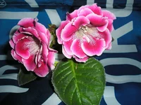 .webp