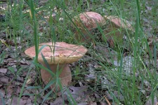 DSCF2691.webp