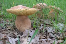 DSCF2694.webp