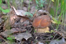 DSCF2704.webp