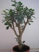 P1010020.jpg