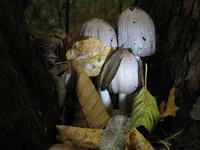 Coprinus_atramentarius_7_MVK_20061007.webp