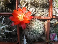IMG_2953.webp