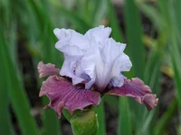 IMD_6549-1f 11.webp