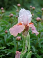 IMD_6593-1f 11.webp