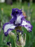 IMD_6618-1f 11.webp
