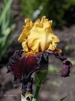 IMD_6624-1f 11.webp