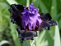 IMD_6631-1f 11.webp