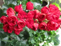 ramdisk-crop_152486306_Lg2yGX.webp