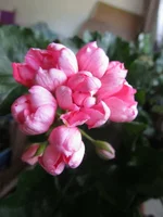 ramdisk-crop_152486475_h8OzPU.webp