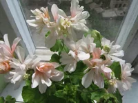 ramdisk-crop_152486743_WfJpCm.webp