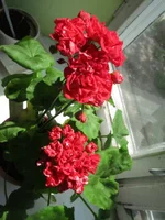 ramdisk-crop_152486640_KpZXf.webp