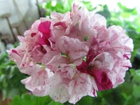 ramdisk-crop_152486357_ulhI.webp