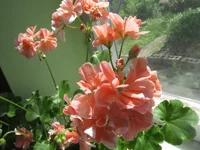 ramdisk-crop_152486614_IHSmG5.webp