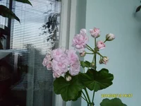 SDC19475.webp