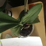 image.webp