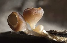 cibor_1_7_SS.jpg